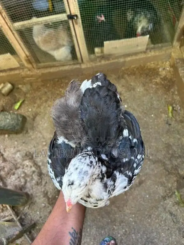 Black Mottled Brahma Chickens