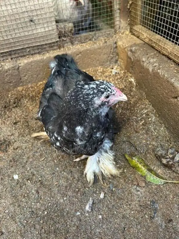 Black Mottled Brahma Chickens