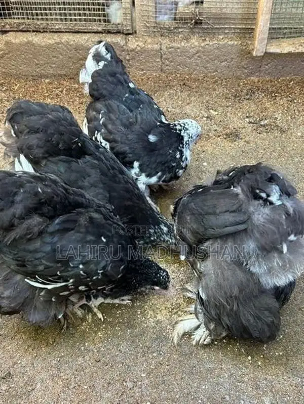 Black Mottled Brahma Chickens