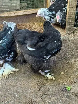 Black Mottled Brahma Chickens