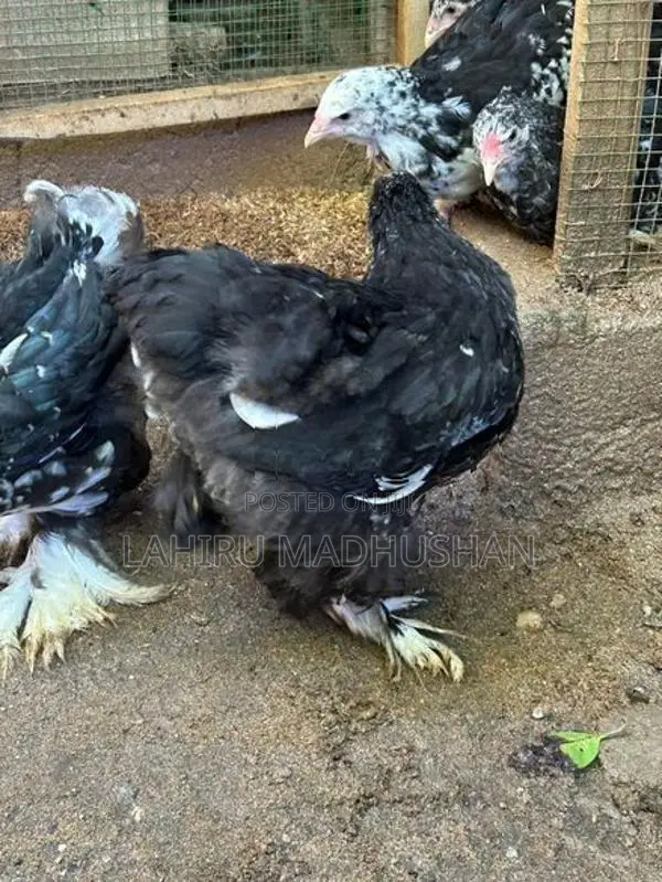 Black Mottled Brahma Chickens