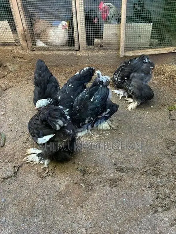 Black Mottled Brahma Chickens