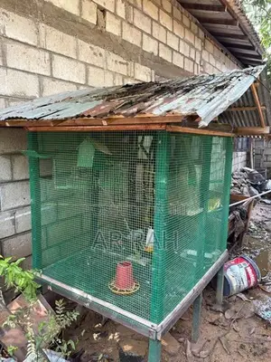 Birds Cage