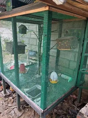 Birds Cage