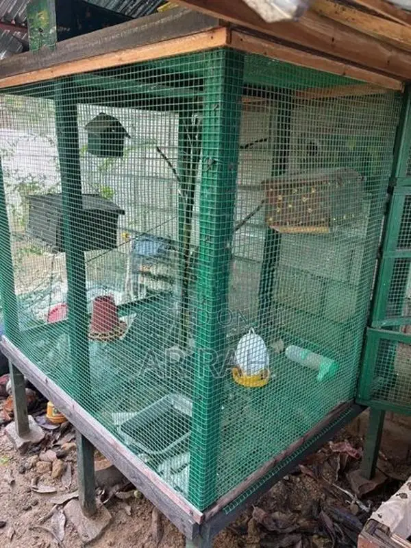 Birds Cage