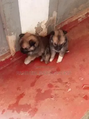 Pomeranian Puppies