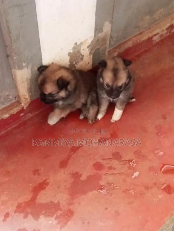 Pomeranian Puppies