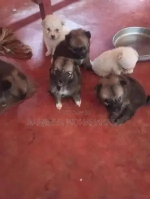 Pomeranian Puppies