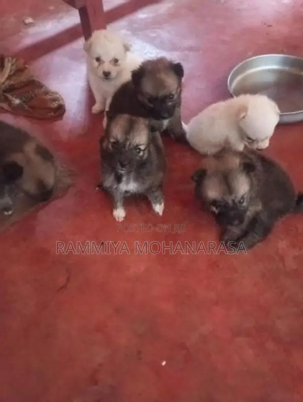 Pomeranian Puppies