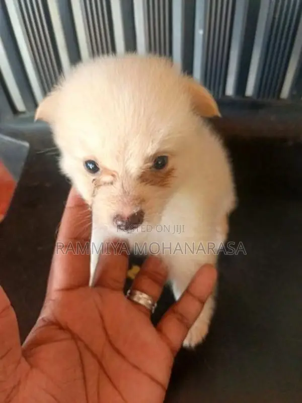 Pomeranian Puppies