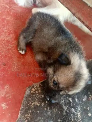 Pomeranian Puppies