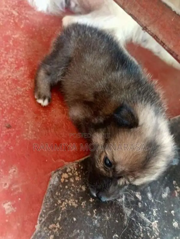 Pomeranian Puppies