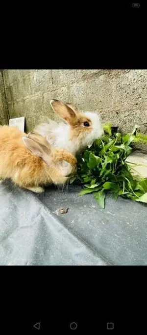 Angora