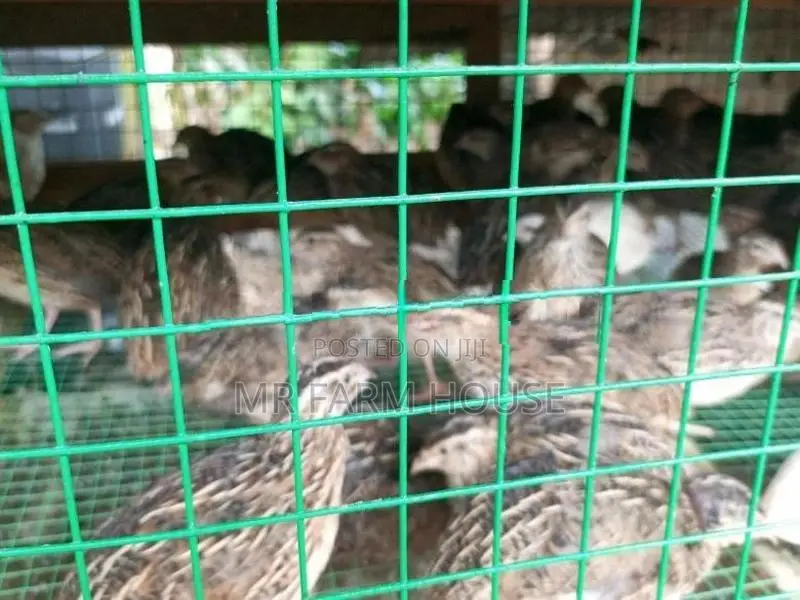 Quail Chicks