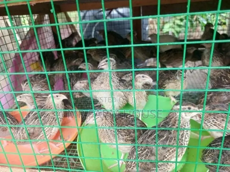 Quail Chicks