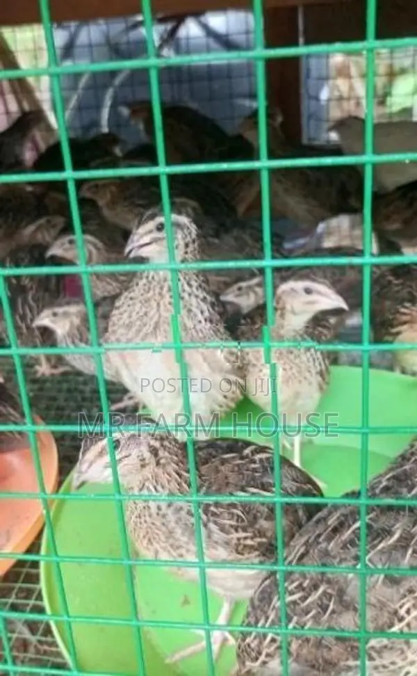 Quail Chicks