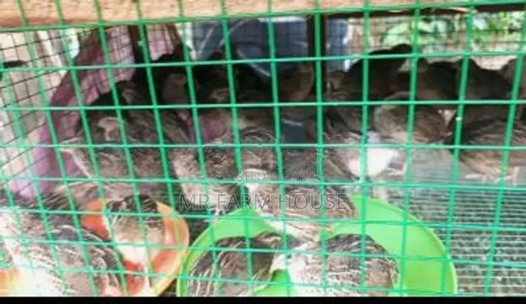 Quail Chicks