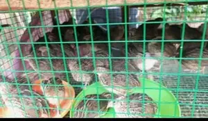 Quail Chicks