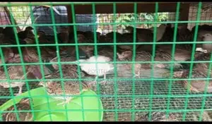 Quail Chicks