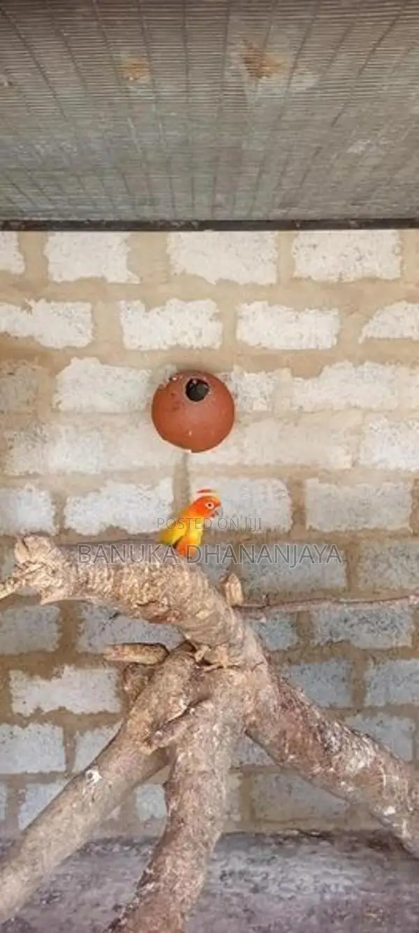 Sunconur