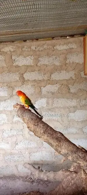 Sunconur