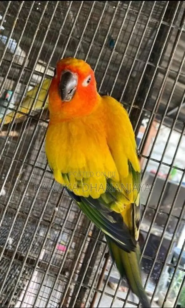 Sunconur