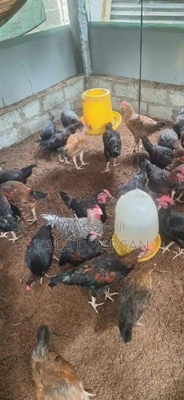தரமான ஊர் சேவல்கள்