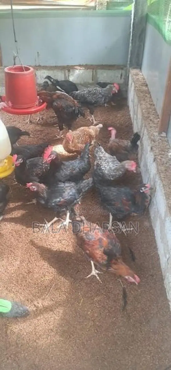 தரமான ஊர் சேவல்கள்