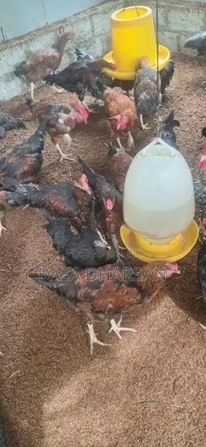தரமான ஊர் சேவல்கள்