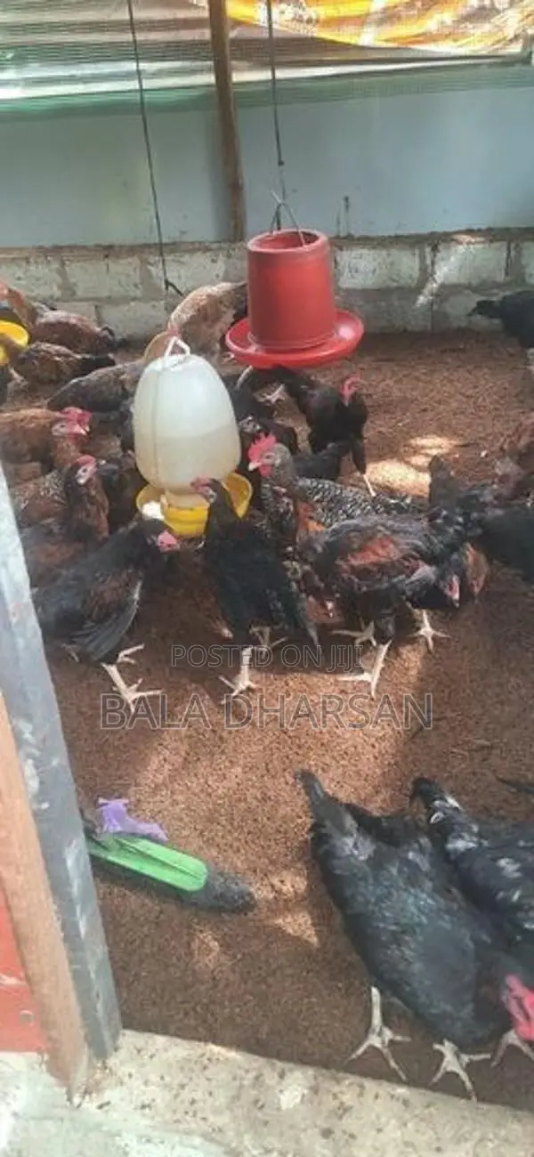 தரமான ஊர் சேவல்கள்