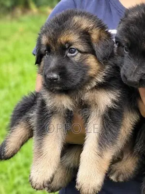 Lion Shepherd Puppies