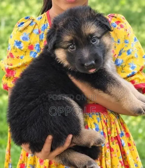 Lion Shepherd Puppies