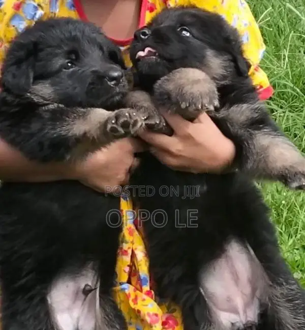 Lion Shepherd Puppies