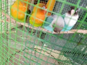 Love Birds