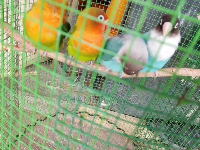 Love Birds