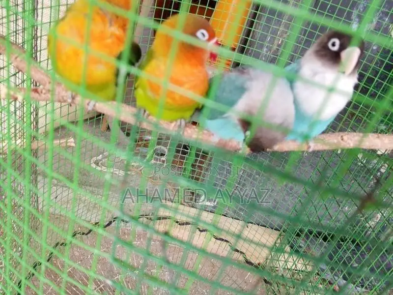 Love Birds