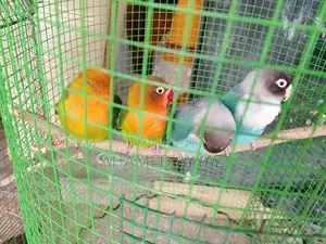 Love Birds