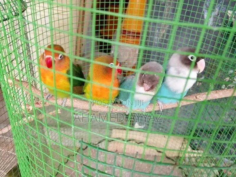 Love Birds