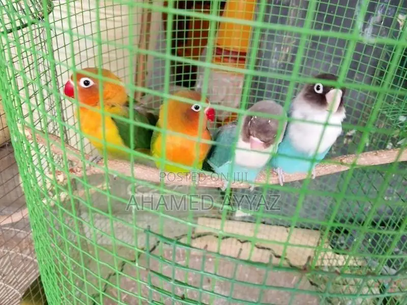 Love Birds
