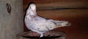 Pigeons