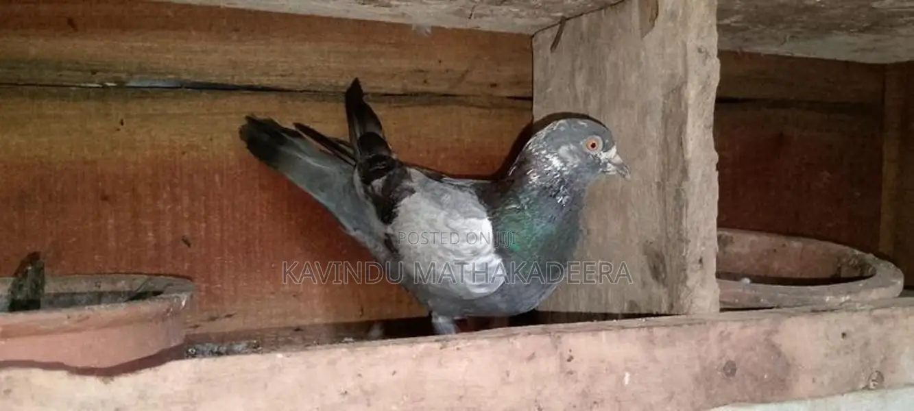Pigeons