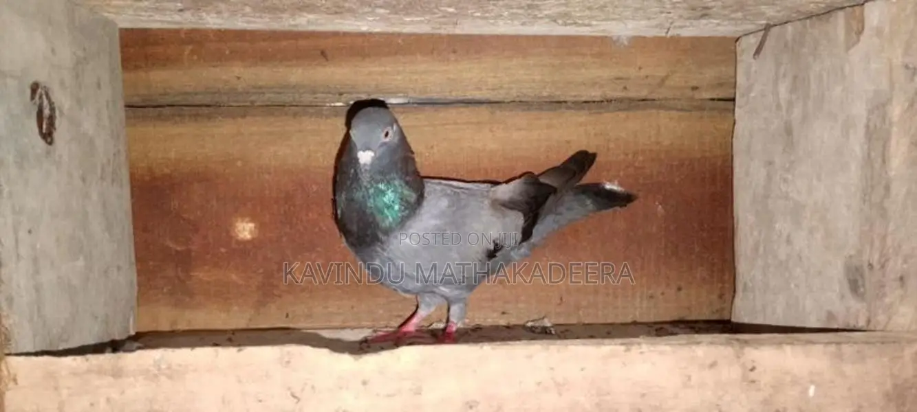 Pigeons