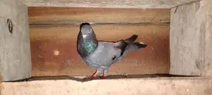 Pigeons