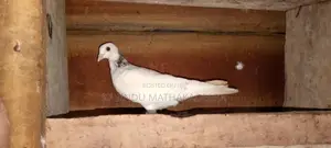 Pigeons