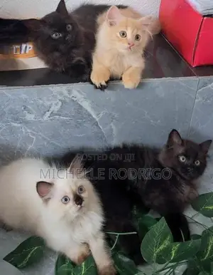 Persian Cats