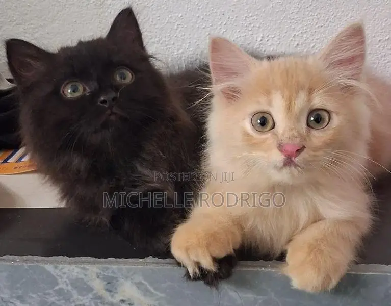 Persian Cats