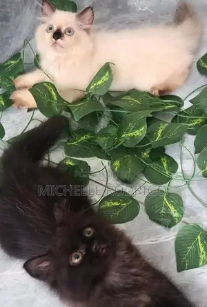 Persian Cats