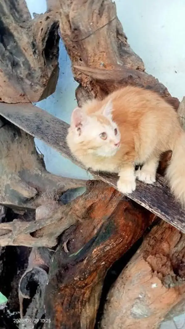 PERSIAN CATS