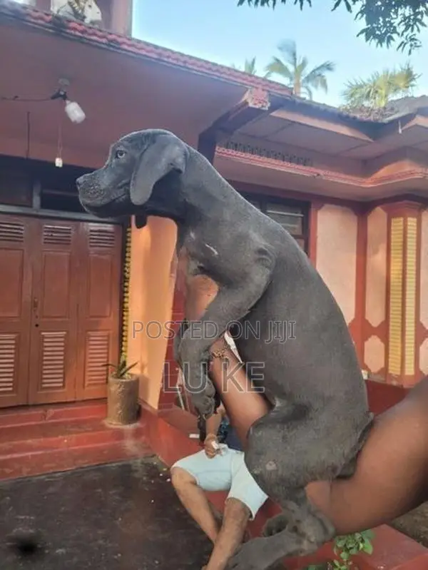 Cane Corso Puppies