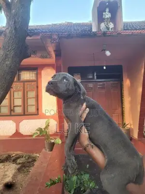 Cane Corso Puppies